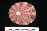 藏品(龜甲笠螺)的圖片